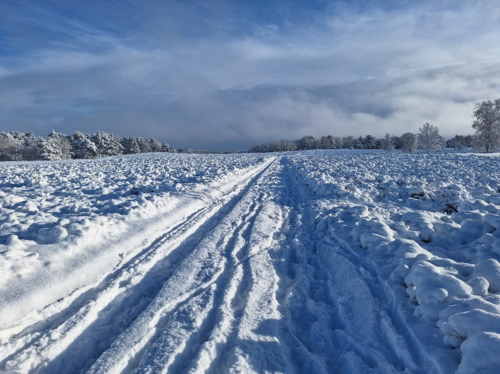 Abbildung 1: Verschneite Landschaft in der Fischbeker Heide bei Hamburg (Foto Miriam Wagner-Jacht)